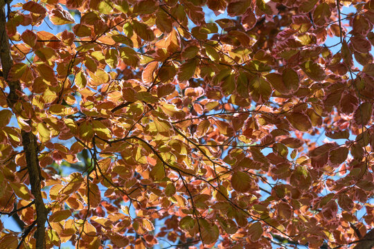 Sunlight filters through the purple and pink variegated leaves of a tricolor European beech tree creating a glowing natural pattern - latin name - Fagus sylvatica Purpurea Tricolor