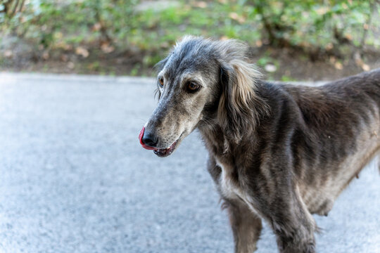 A thin, hungry, and lost Taigan dog standing outside. This rare Kyrgyz sighthound breed looks abandoned and neglected on the street, showcasing its lean physique and long muzzle.