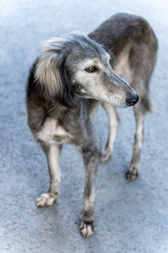 A thin, hungry, and lost Taigan dog standing outside. This rare Kyrgyz sighthound breed looks abandoned and neglected on the street, showcasing its lean physique and long muzzle.