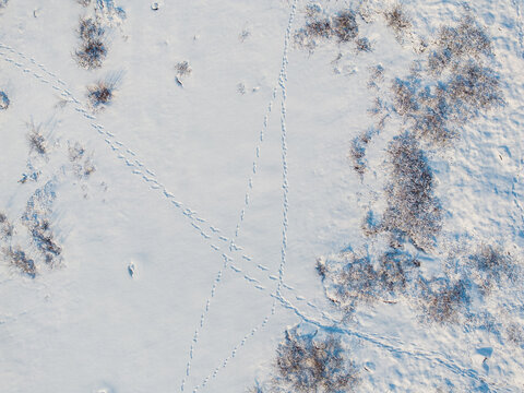 Aerial view of wolverine tracks crossing a vast snow-covered landscape with sparse vegetation in Valldal, More og Romsdal, Norway.
