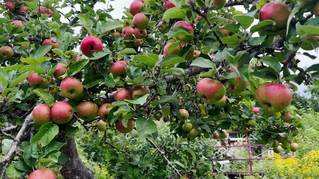 Apples waiting for harvest
