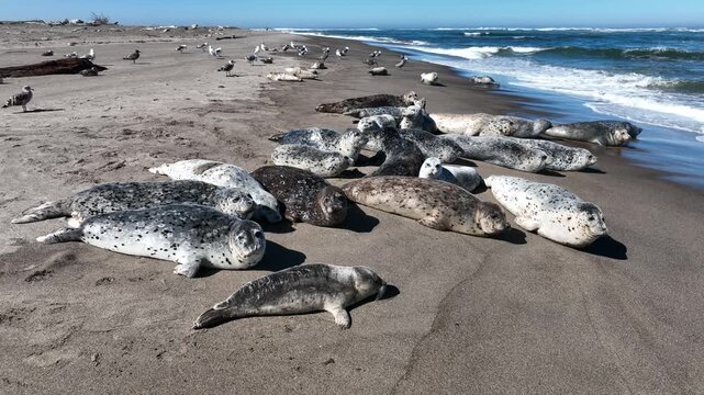 Aerial view of adult and juvenile harbor seals hauled out together on a sandy beach, basking in warm summer sunshine beside the gentle ocean surf.