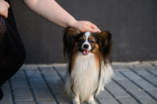 Happy Papillon dog massaged by loving female owner, cute continental toy spaniel looking at camera on sidewalk, owner's hand gently strokes and pats its head. Pet care and love concept