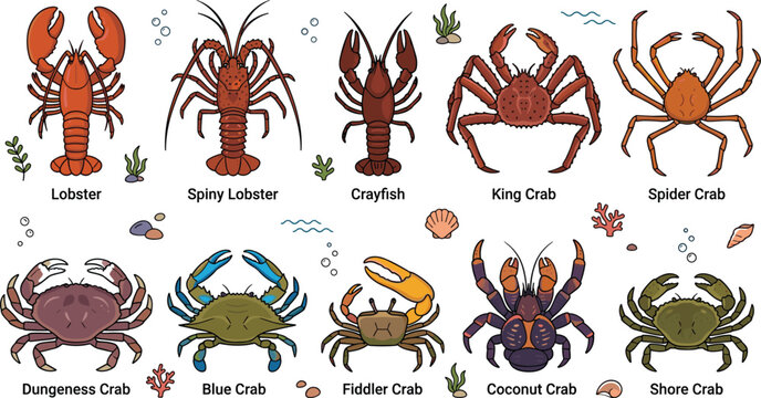 Edible crustaceans icon set with lobster spiny lobster crayfish king crab spider crab dungeness blue fiddler coconut shore crabs vector