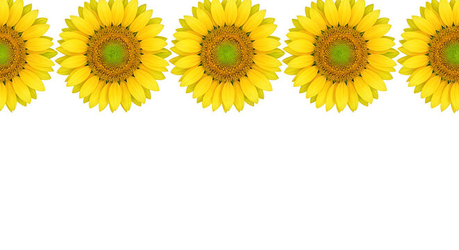 Row of vibrant yellow sunflowers isolated on white background