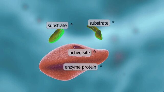 Enzymes