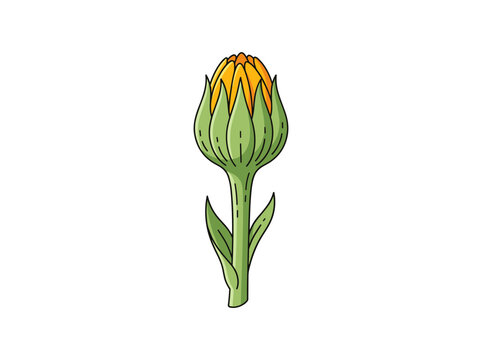 Flat vector illustration of a calendula flower bud, medicinal botanical plant isolated on white background