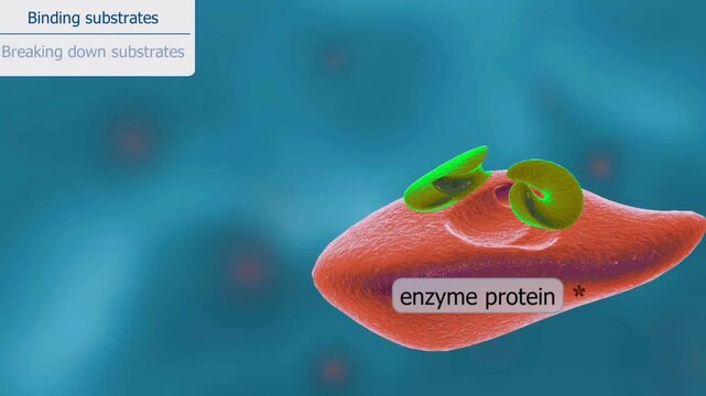 Enzymes reaction