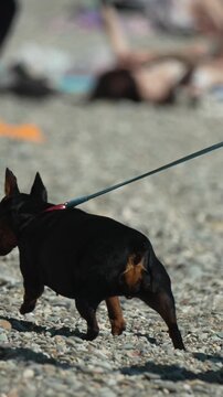 Small black terrier walking across pebble beach while leashed to its owner outdoors. Handheld follow shot.