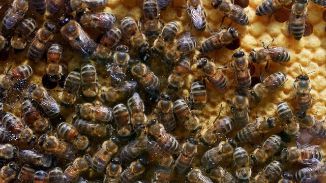 close up of bees in beehive at work 4k video