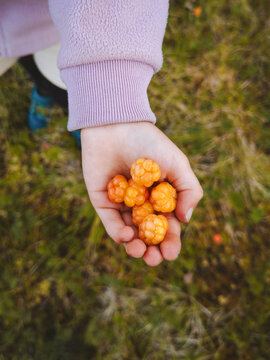 Child hand giving cloudberry berries organic healthy food raw vegan nutrition fresh picked scandinavian northern edible berry antioxidant vitamins