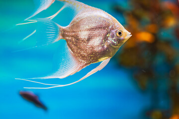 Naklejka premium Close-up view of freshwater angelfish swimming in aquarium. Sweden.