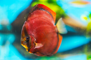 Naklejka premium Close-up view of red discus fish swimming in aquarium. Sweden.