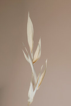 Bamboo 