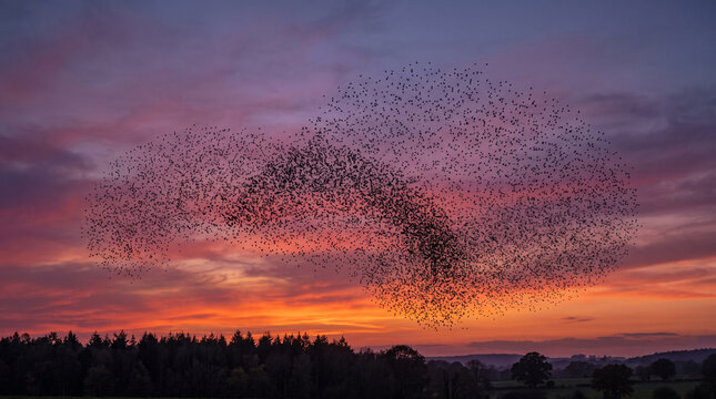 Dramatic Starling Murmuration Over a Sunset Landscape