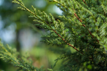Close up of vibrant green juniper evergreen branches with blurred natural bokeh background. Beautiful soft green cedar tree leaves texture for natural environment background and wallpaper. © Nurr2001