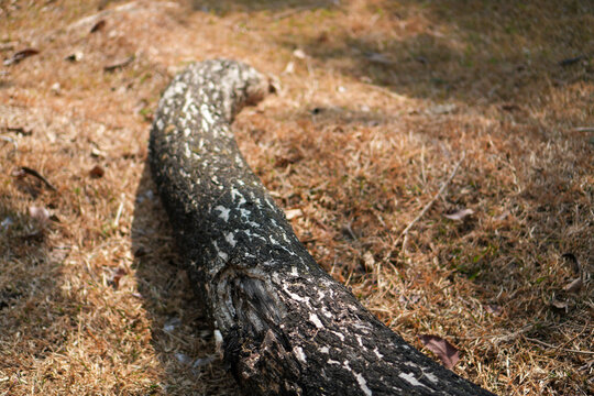 Close up of a rough textured wooden log on the forest floor with shallow depth of field and beautiful bokeh. Fallen tree trunk blocking the path on dry ground.