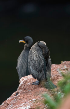 Double-crested cormorant on cliff. 