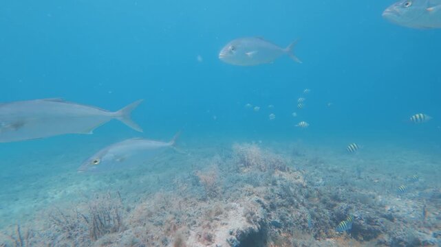 school of fish swimming in ocean with coral reef