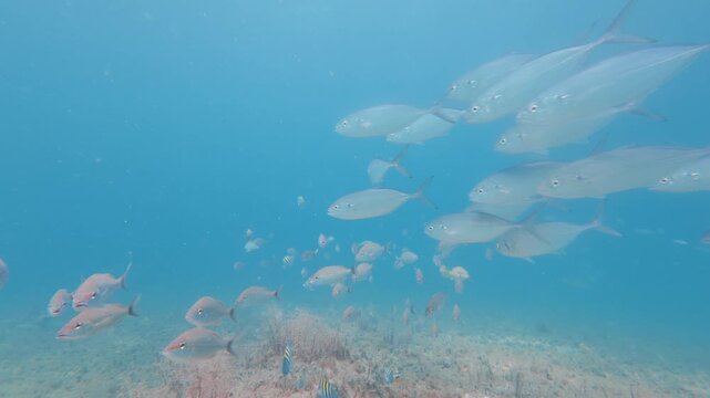 school of fish swimming in ocean with coral reef