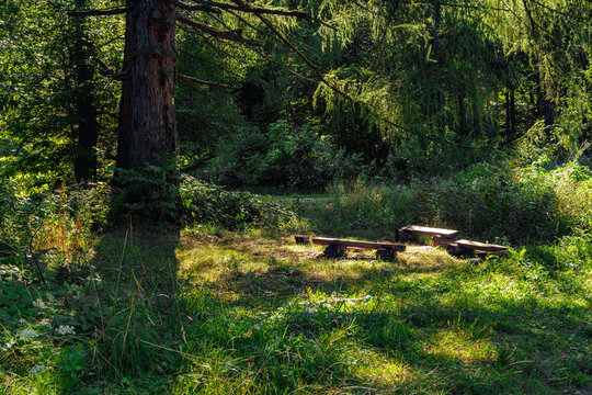 bench in the forest