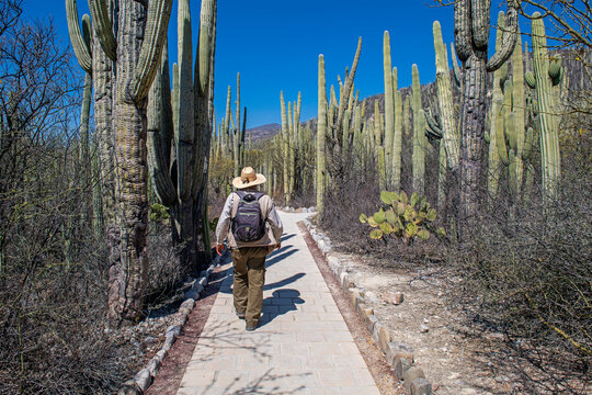 Man walking between cactus in Tehuacan Cuicatlan biosphere reserve, Oaxaca, Mexico.