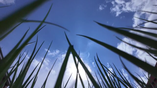 Silhouettes of green onions against the sky. View from below. Young red onion plants.