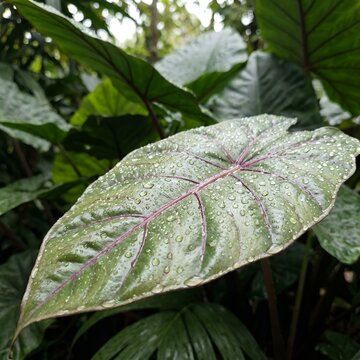 Macro of green tropical leaf with water droplets.