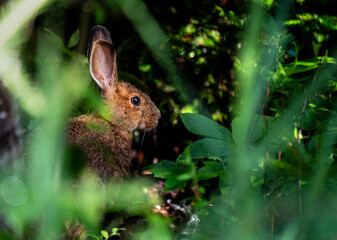 Wild hare partially hidden among forest vegetation, with sunlight illuminating its face, ears, and part of its back. © Anne