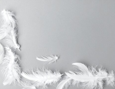 Delicate white feathers framing the corner of a pale grey background, airy minimal abstract backdrop