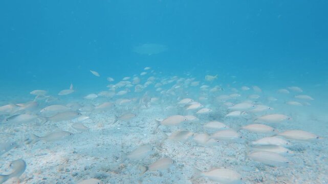school of fish swimming in ocean with coral reef