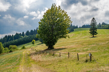 Samotne drzewo © piotrwolak