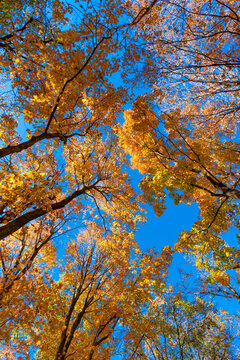 Natural autumn leaves. Autumn beauty of nature. Fall season nature. Fall leaves of tree. Earthly smell. Autumn tree. Nature in fall season. Autumnal sunny day. Seasonal leaves on tree
