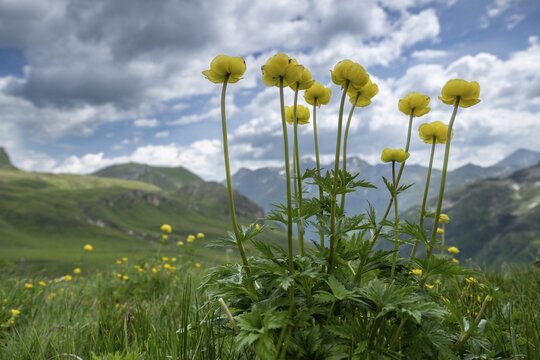 Goblin flower (Trollius europaeus), mountain meadow in the Hohe Tauern National Park, Heiligenblut, Carinthia, Austria
