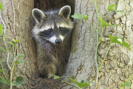 Close-up of a raccoon (Procyon lotor) peering out of a tree hollow, Hesse, Germany