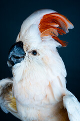 Close up portrait of a Moluccan cockatoo with salmon pink crest on dark background. © KAI-CHIEH YANG
