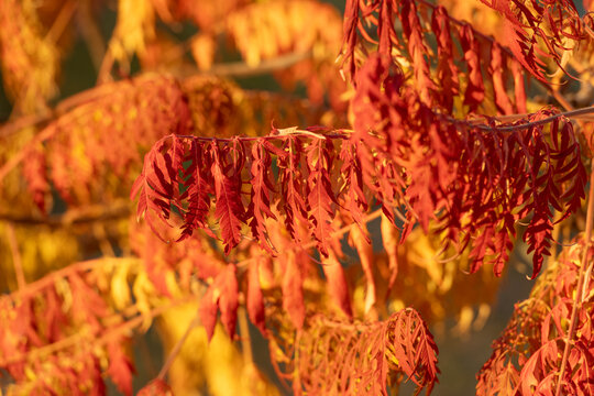 Orange leaves selective focus. Nature fall season. Fall season forest. Autumn leaf natural foliage. Autumn nature. Orange leaves on tree. Seasonal autumnal tree. Autumn orange leaves