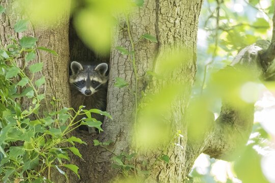 A raccoon (Procyon lotor) peeks out of a tree hollow in lush, green surroundings, Hesse, Germany