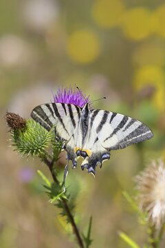 Podalirius butterfly (Iphiclides podalirius), on a flower of a field thistle (Cirsium arvense), in a vineyard, close-up, Moselle Valley, Cochem, Rhineland-Palatinate, Germany