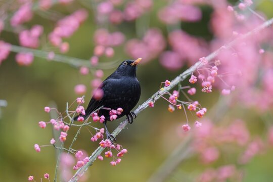 A common blackbird (Turdus merula) sits in a European spindle tree (Euonymus europaeus), and eats the fruit