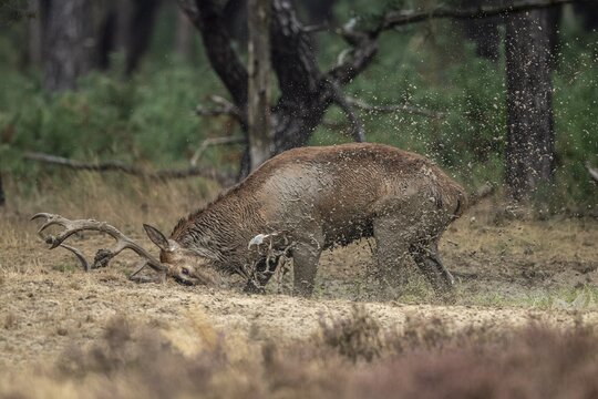 Red deer (Cervus elaphus), in the wallow, Hoenderloo, Gelderland, Netherlands
