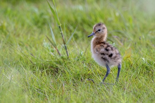 Black-tailed gown Limosa limosa) with chicks at the nest in a wet meadow, De Waal, Texel, the Netherlands