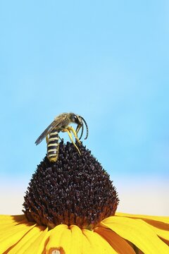 Yellow-banded furrow bee (Halictus scabiosae), on a yellow coneflower (Echinacea paradoxa), Wilnsdorf, North Rhine-Westphalia, Germany