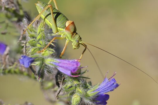Steppe saddle grasshopper (Ephippiger ephippiger), Male, in a vineyard, on Viper's bugloss (Echium vulgare), with bokeh in the background, leaf-footed grasshoppers, long-horned grasshoppers, Germany's Red List, specially protected species, critically endangered, Cochem, Moselle, Rhineland-Palatinate, Germany