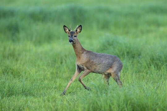 Roe deer (Capreolus capreolus) in Lauf, Vechta, Lower Saxony, Germany