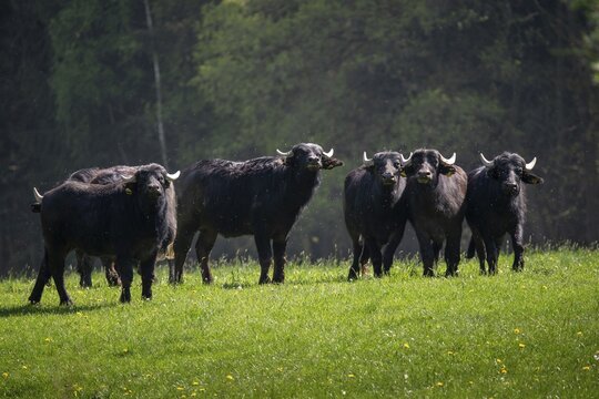 Artiodactyla, Bubalus Arnee, even-toed ungulate, cloven-hoofed, water buffalo, water buffalo, grazing, domesticated animals, extensive grazing, pet, landscape management, landscape preservation, mammals, mammals