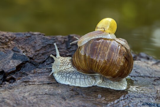 Burgundy snail, banded snails, cepaea, cepaea nemoralis, grove snail, hornworm snail, helicidae, helix pomatia, roman snail, snails, black-mouthed snail, vineyard snail, gastropod, mollusca, snails, snails, molluscs