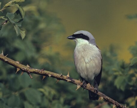 Lanius Collurio, red-backed shrike, redback shrike, birds, male, passeri, songbirds, songbirds, birds, shrikes
