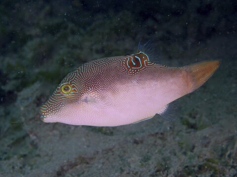 A fish with a delicate pattern, Peters' pufferfish (Canthigaster petersii), hovers above the seabed at the Secret Bay dive site, Gilimanuk, Bali, Indonesia