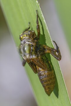 Broad-bodied chaser, libellula depressa, flatbelly, anisoptera, dragonflies, high size, portrait format, insects, larva, larva, dragonflies, odonata, hatching, hatching